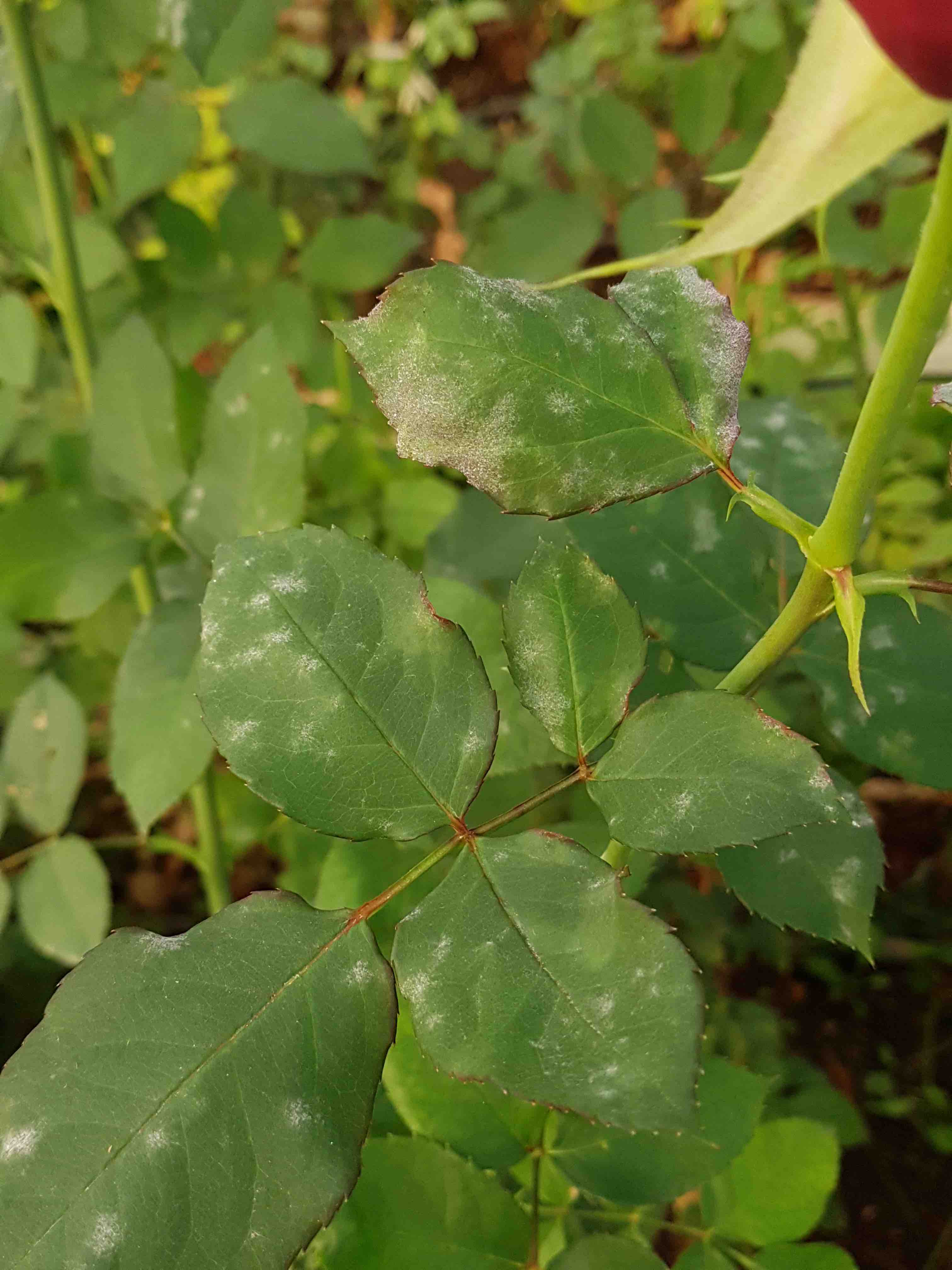 Saillog Powdery mildew of roses
